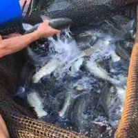 北江毓魚