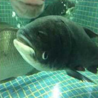 水庫大頭魚