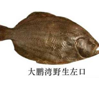 大鵬灣野生左口