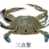 三點蟹