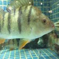 北江魴魚