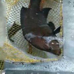 海古魚(yú)