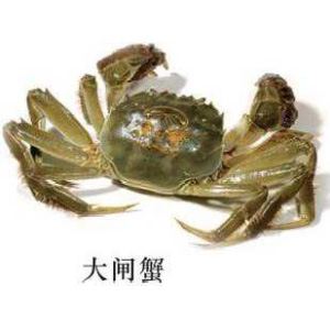 大閘蟹