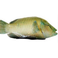 蘇眉魚