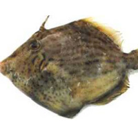 大鵬灣野生拔皮魚(yú)