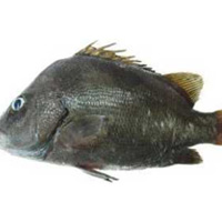 包公魚(yú)