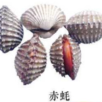 赤蠔