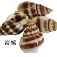 海螺