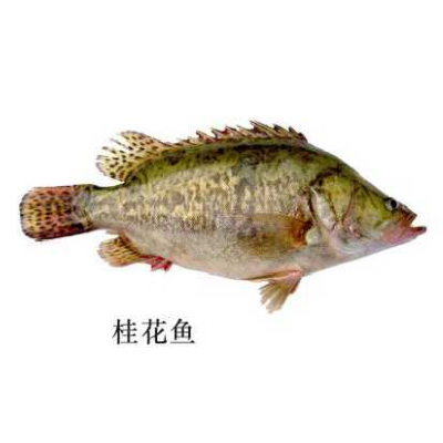 桂花魚(yú)